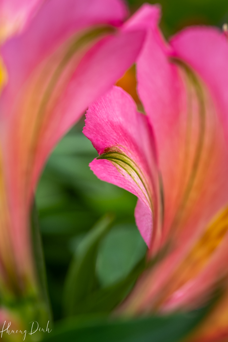 burnaby, flower, framing, garden, garden works, green, leaf, lily, lily of the incas, macro, macro photography, nature, nursery, peruvian lily, plants, red, shooting through, stem, white, yellow, flower, yellow, calla lily, lily, lily flower, fine art photography, floral photography, fine art, artwork, artist, art, bubble, bokeh