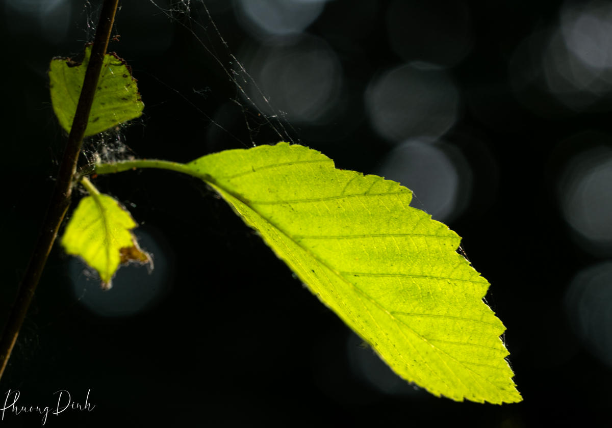 nature, nature photography, photography, leaf, green, bokeh