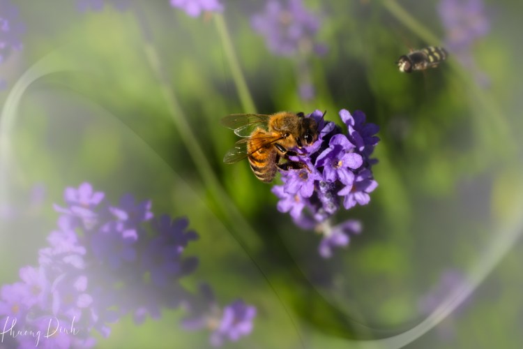 macro photography, photography, close up, insect, nature, flower, flower photography, bee, lavender
