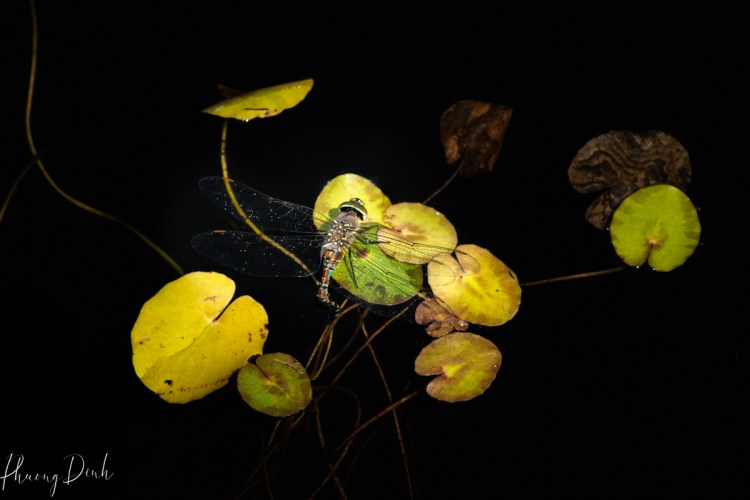 macro photography, photography, close up, insect, nature, lotus, lotus pad, dragonfly 