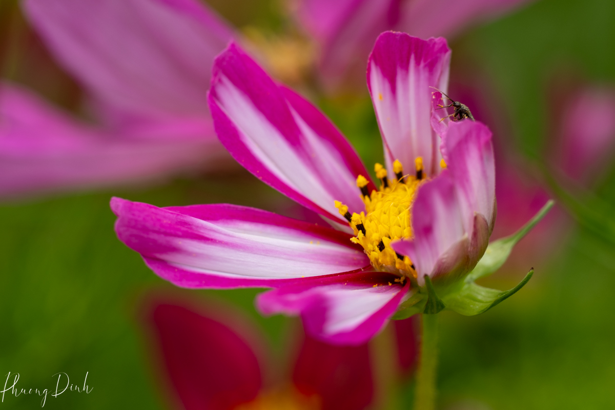 flower, fine art photography, floral photography, fine art, artwork, artist, art, cosmos, pink, green, yellow