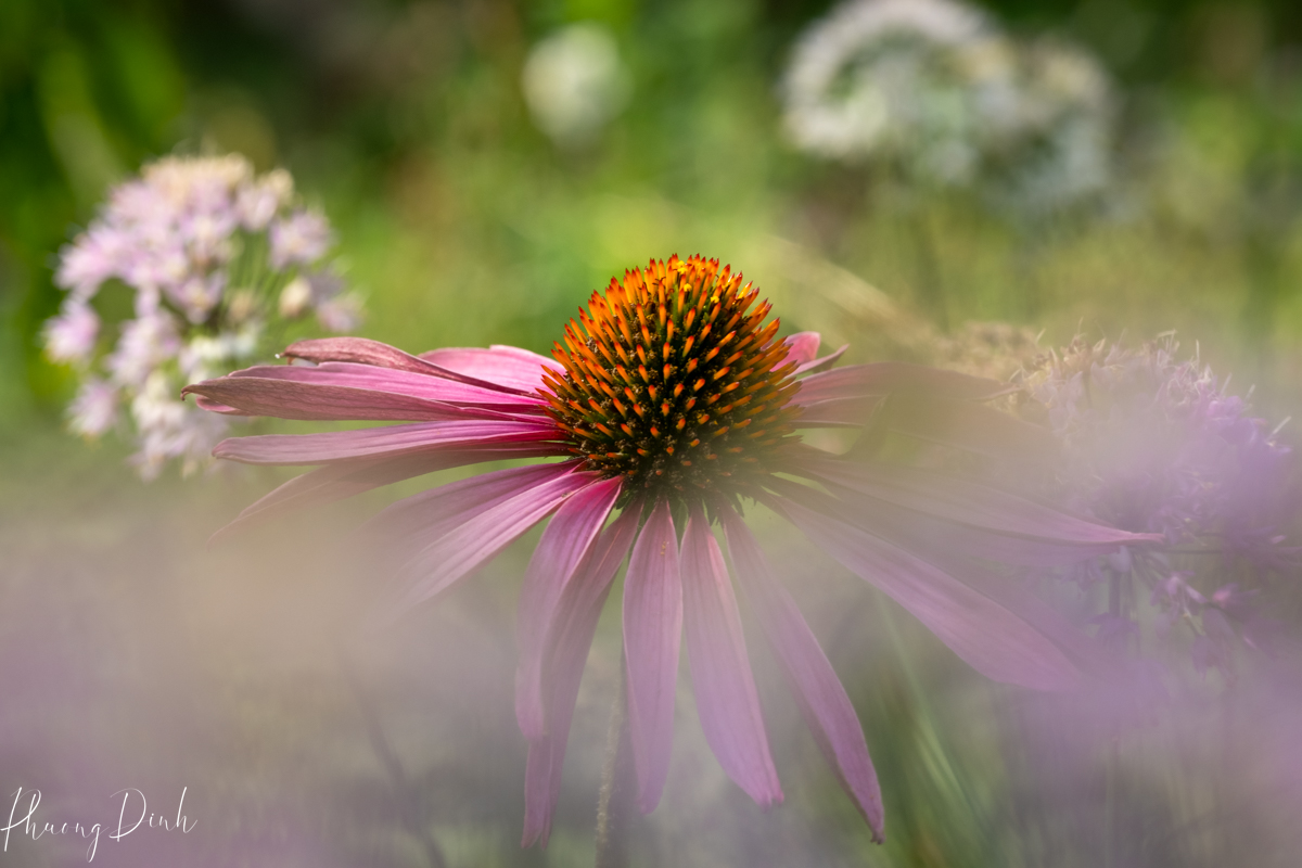 flower, fine art photography, floral photography, fine art, artwork, artist, art, coneflower, purple, shooting through