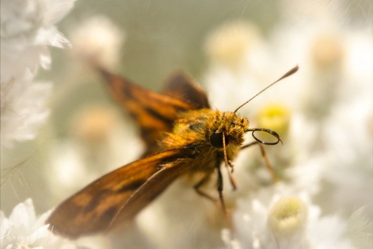 macro photography, photography, close up, insect, nature, flower, flower photography, moth
