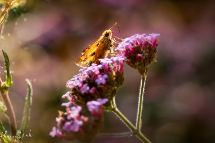 macro photography, photography, close up, insect, nature, flower, flower photography, moth, lavender