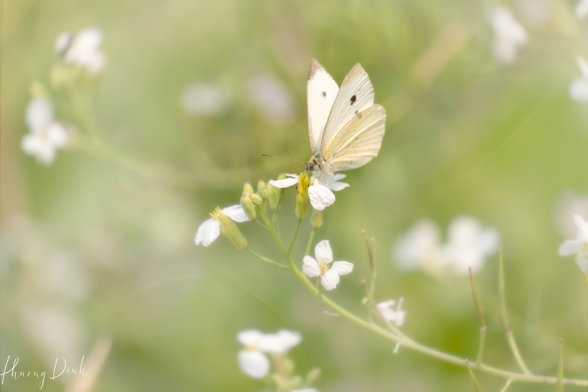 macro photography, photography, close up, insect, nature, flower, flower photography, butterfly, western white 