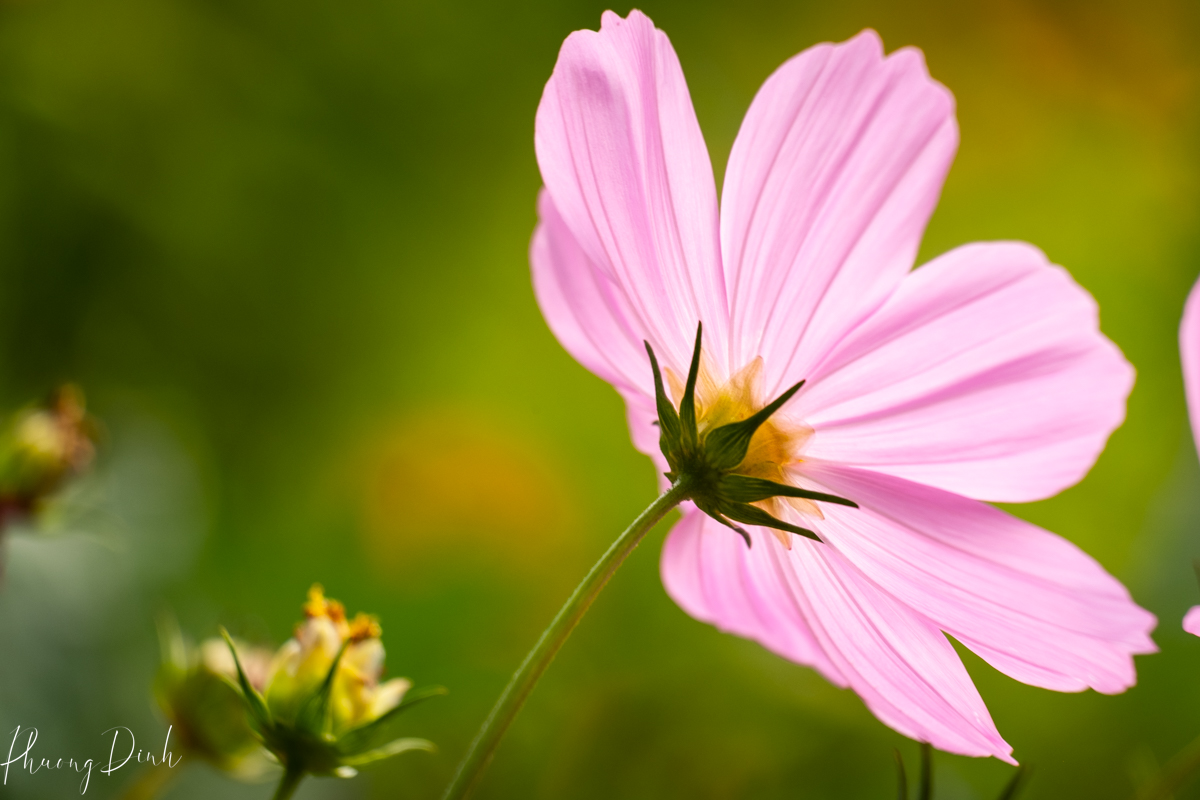 flower, fine art photography, floral photography, fine art, artwork, artist, art, cosmos, pink, green, yellow