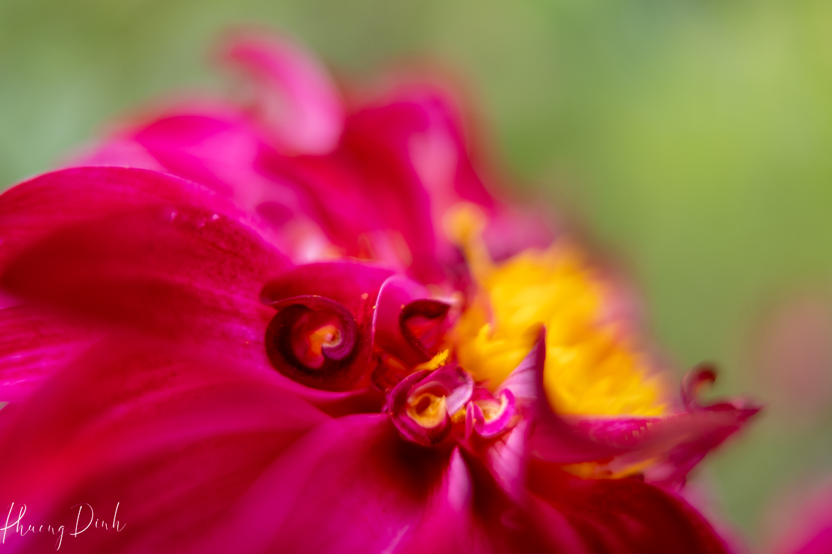 flower, red, dahlia, dahlia flower, fine art photography, floral photography, fine art, artwork, artist, art, white, green, yellow