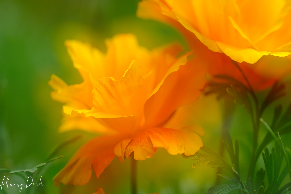 community park, flower, green, macro photography, nature, orange, park, paulik community park, poppies, poppy, richmond, summer, flower, fine art photography, floral photography, fine art, artwork, artist, art