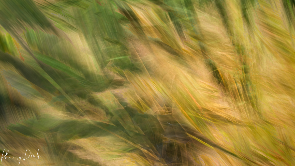 abstract, tree, autumn, fall, red, orange, leaf, maple, maple tree, maple leaf, maple leaves, icm, intentional camera movement, fine art, fine art photography, impressionism, impressionist, art, artist, artwork, creative art, creative photography, creativity, grass, green, yellow