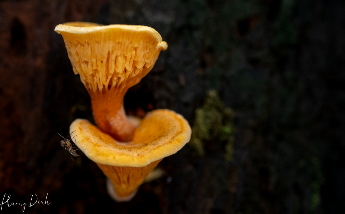 macro, plant, close up, mushroom, plant, nature, autumn, fall, photography, fine art, Richmond nature park, nature park, richmond, trio, moss