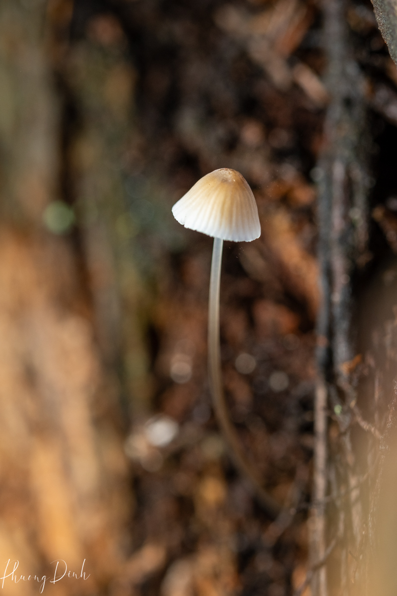 macro, plant, close up, mushroom, plant, nature, autumn, fall, photography, fine art, Richmond nature park, nature park, richmond