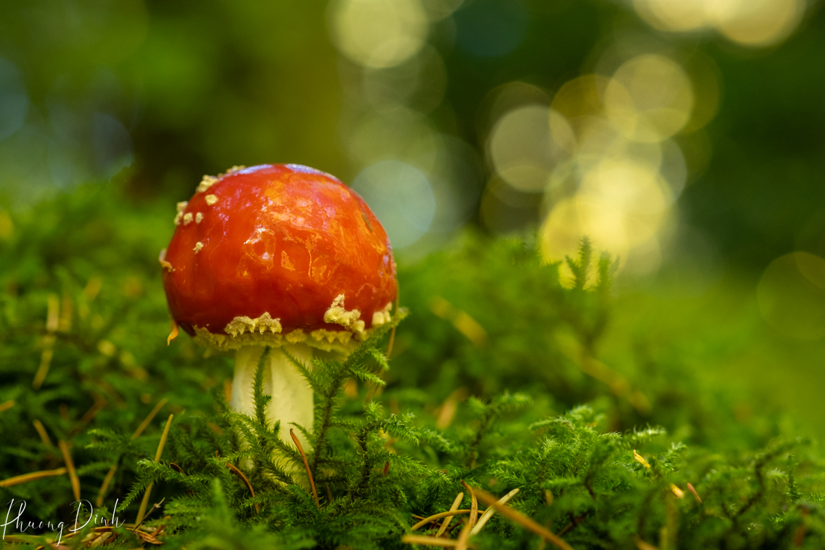 mushroom, macro photography, photography, close up, plant, nature, green, red, bokeh, Amanita muscaria