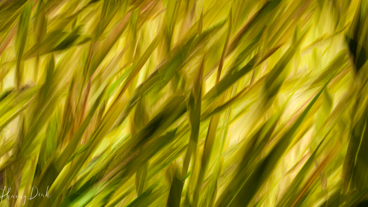 abstract, tree, autumn, fall, red, orange, leaf, maple, maple tree, maple leaf, maple leaves, icm, intentional camera movement, fine art, fine art photography, impressionism, impressionist, art, artist, artwork, creative art, creative photography, creativity, grass, green, yellow