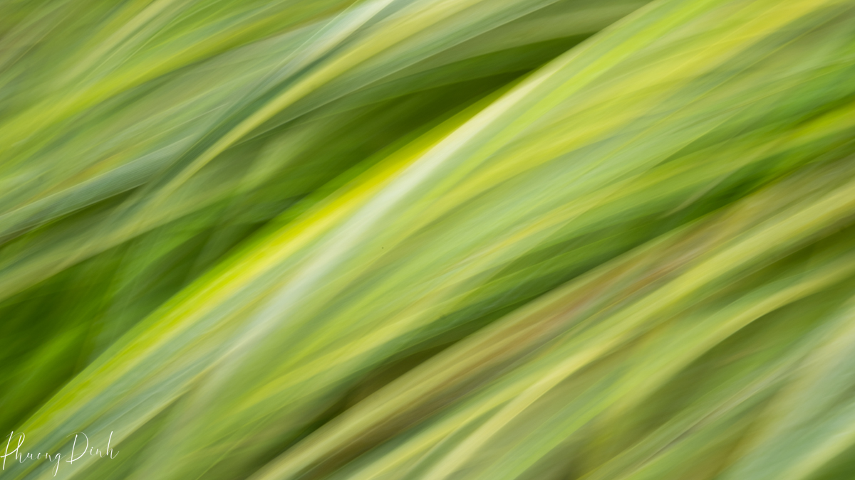 abstract, tree, autumn, fall, red, orange, leaf, maple, maple tree, maple leaf, maple leaves, icm, intentional camera movement, fine art, fine art photography, impressionism, impressionist, art, artist, artwork, creative art, creative photography, creativity, grass, green