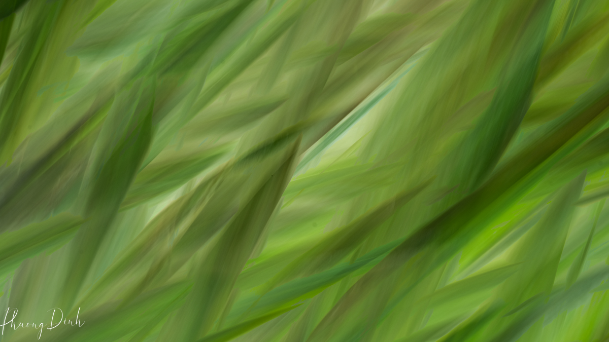 abstract, tree, autumn, fall, red, orange, leaf, maple, maple tree, maple leaf, maple leaves, icm, intentional camera movement, fine art, fine art photography, impressionism, impressionist, art, artist, artwork, creative art, creative photography, creativity, grass, green