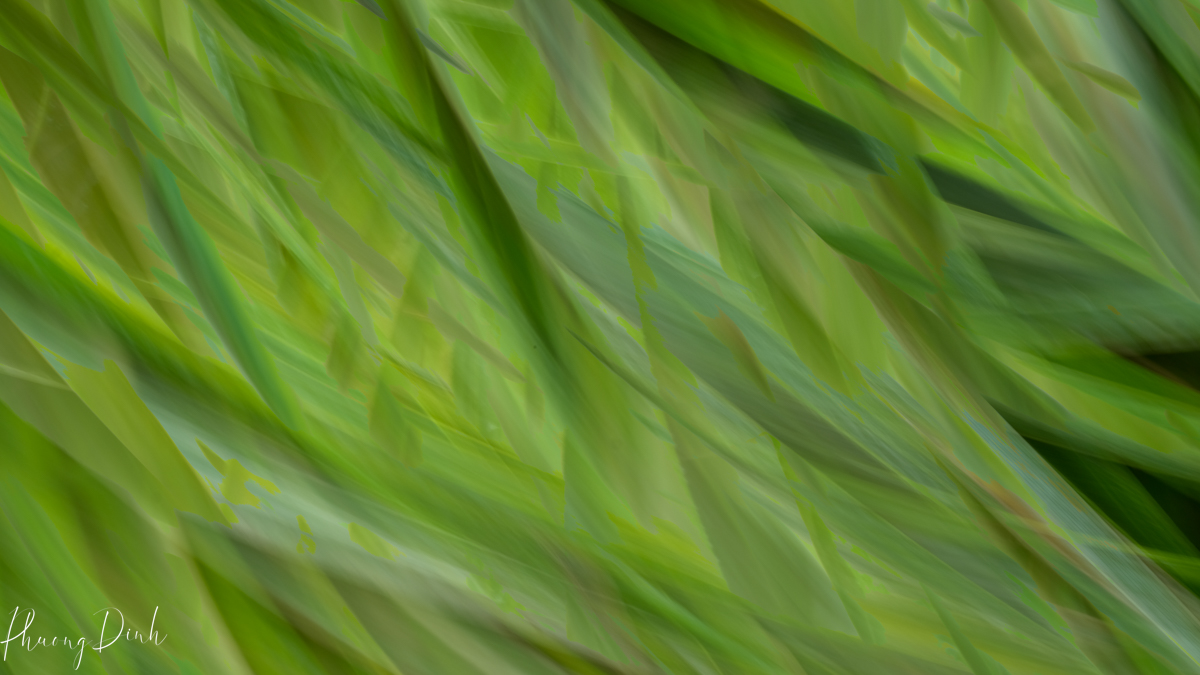 icm, intentional camera movement, movement, artwork, fine art, photography, fine art photography, art, artist, creative, creativity, creative photography, grass, nature, plant, green, movement, wind