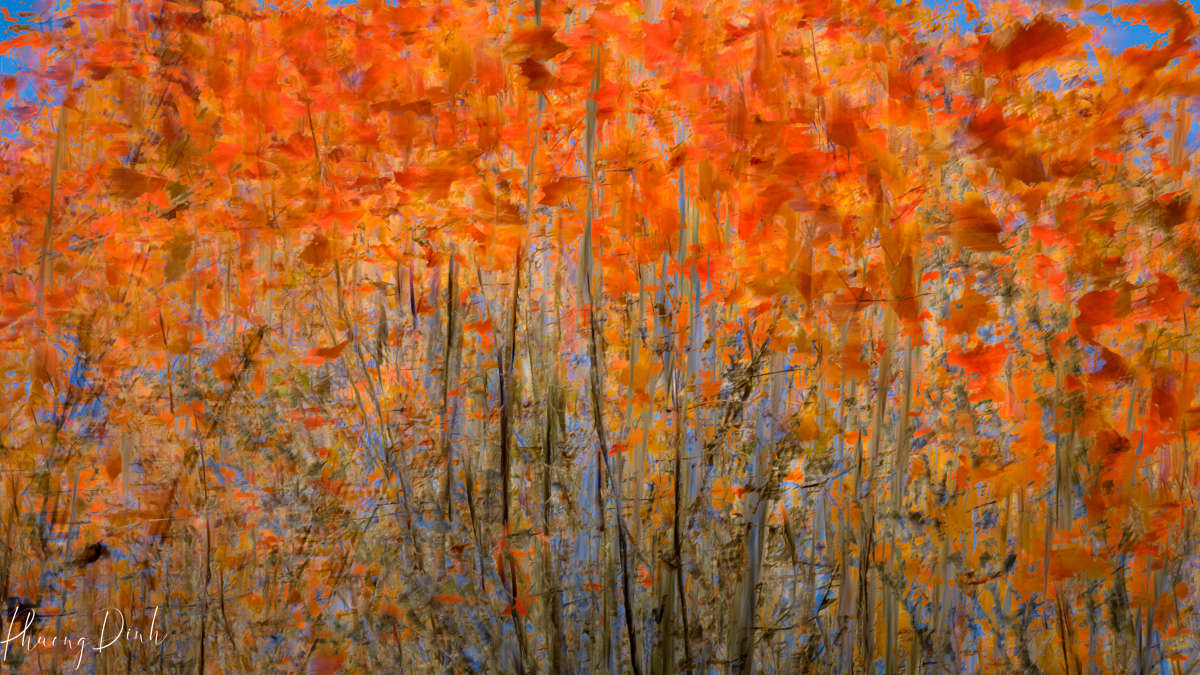 abstract, tree, autumn, fall, red, orange, leaf, maple, maple tree, maple leaf, maple leaves, icm, intentional camera movement, fine art, fine art photography, impressionism, impressionist, art, artist, artwork, creative art, creative photography, creativity