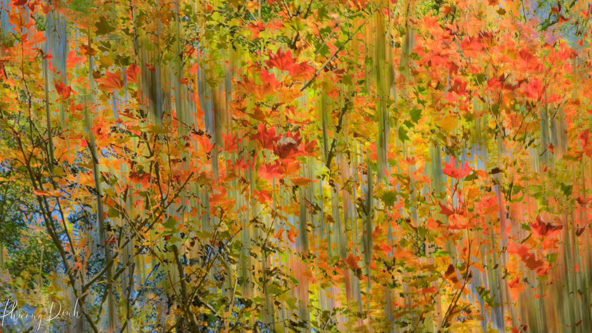 abstract, tree, autumn, fall, red, orange, leaf, maple, maple tree, maple leaf, maple leaves, icm, intentional camera movement, fine art, fine art photography, impressionism, impressionist, art, artist, artwork, creative art, creative photography, creativity, green