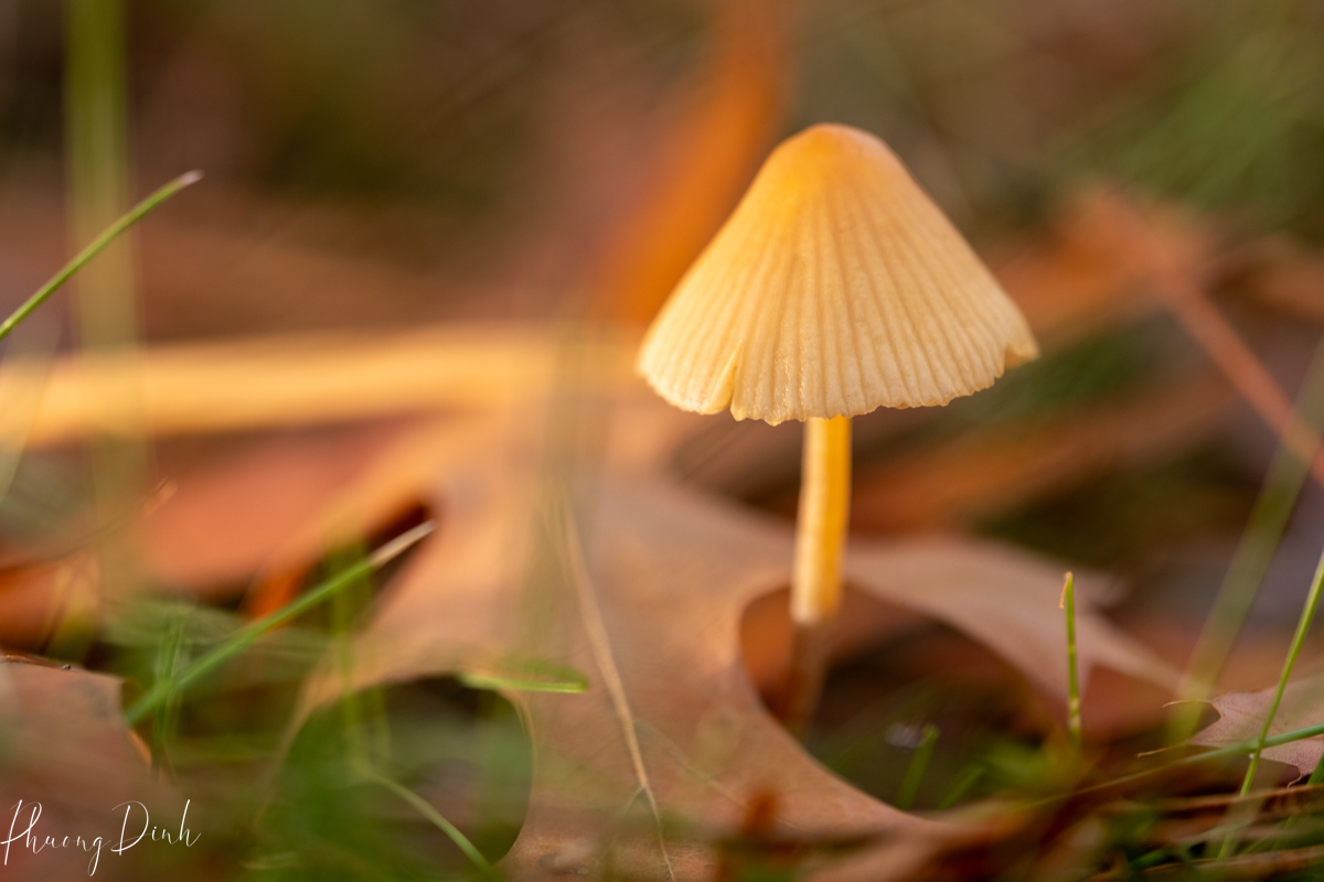 macro, plant, close up, mushroom, plant, nature, autumn, fall, photography, fine art, Richmond nature park, nature park, richmond