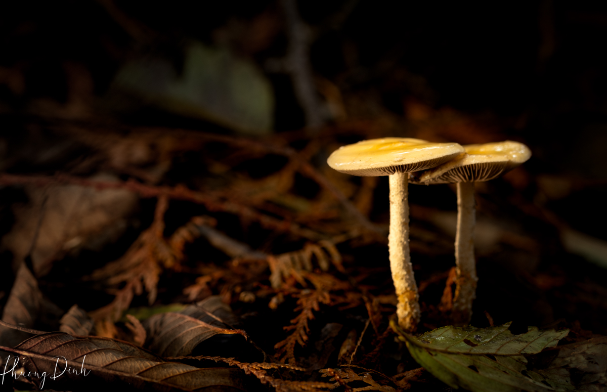 mushroom, macro photography, photography, close up, plant, nature, white