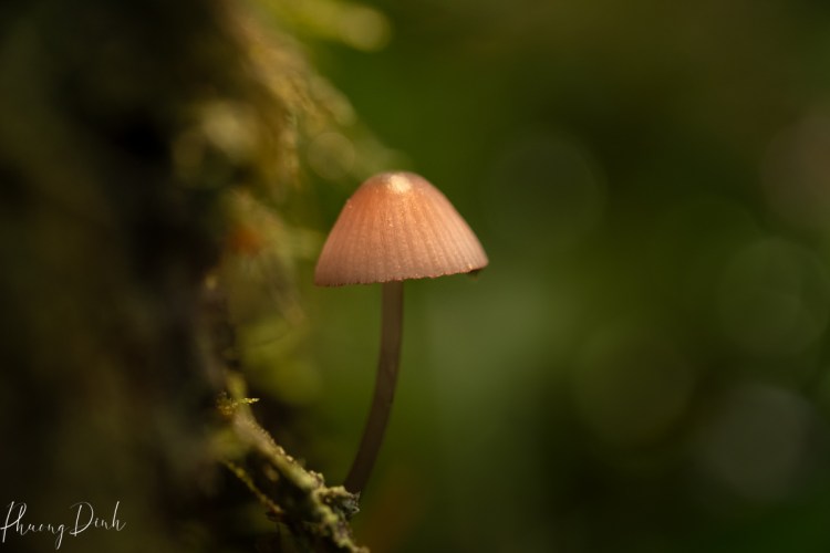 macro, plant, close up, mushroom, plant, nature, autumn, fall, photography, fine art, Richmond nature park, nature park, richmond