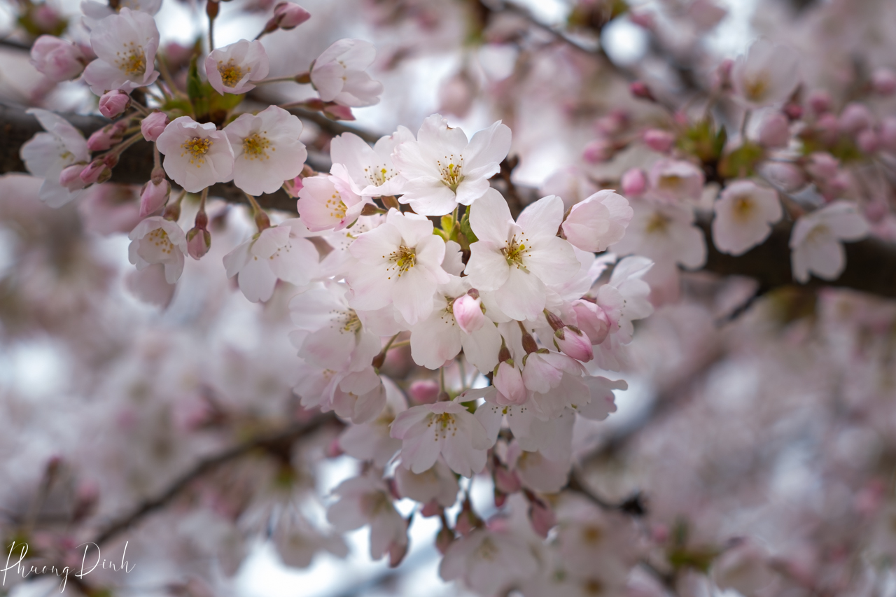 spring, cherry blossom, cherry tree, cherry, blossom, pink, flower, floral photography, flower lover, artwork, art, artist, fine art, Vancouver, Vancouver blossom, British Columbia, close up  