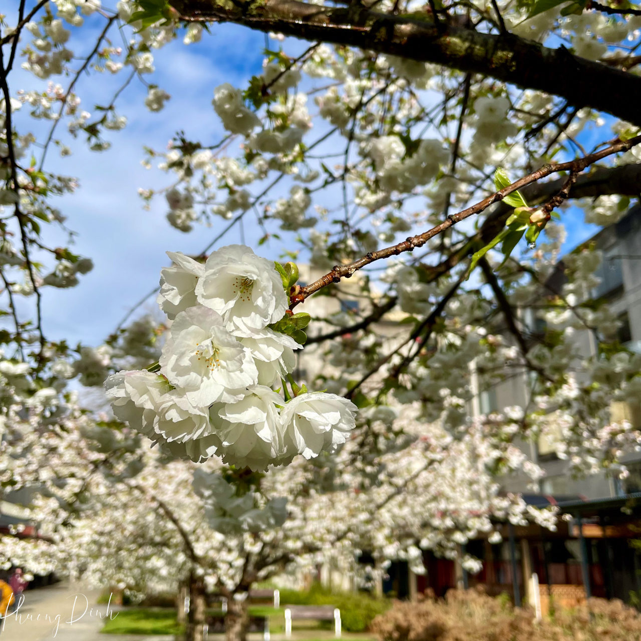 spring, cherry blossom, cherry tree, cherry, blossom, flower, floral photography, flower lover, artwork, art, artist, fine art, Vancouver, Vancouver blossom, British Columbia, white, close up 
