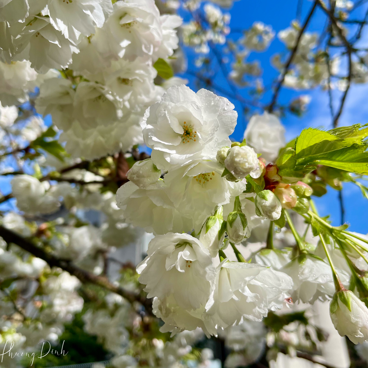 spring, cherry blossom, cherry tree, cherry, blossom, flower, floral photography, flower lover, artwork, art, artist, fine art, Vancouver, Vancouver blossom, British Columbia, white, close up 