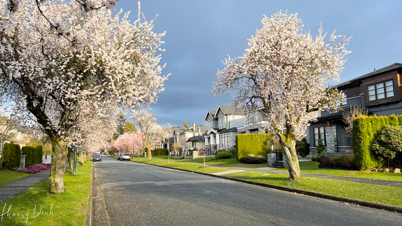 spring, cherry blossom, cherry tree, cherry, blossom, pink, flower, floral photography, flower lover, artwork, art, artist, fine art, Vancouver, Vancouver blossom, British Columbia, macro, close up, Graveley, Gravely Street