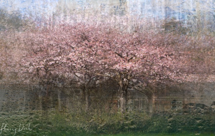 icm, intentional camera movement, tree, spring, green, tree branch, cherry, cherry tree, cherry blossom