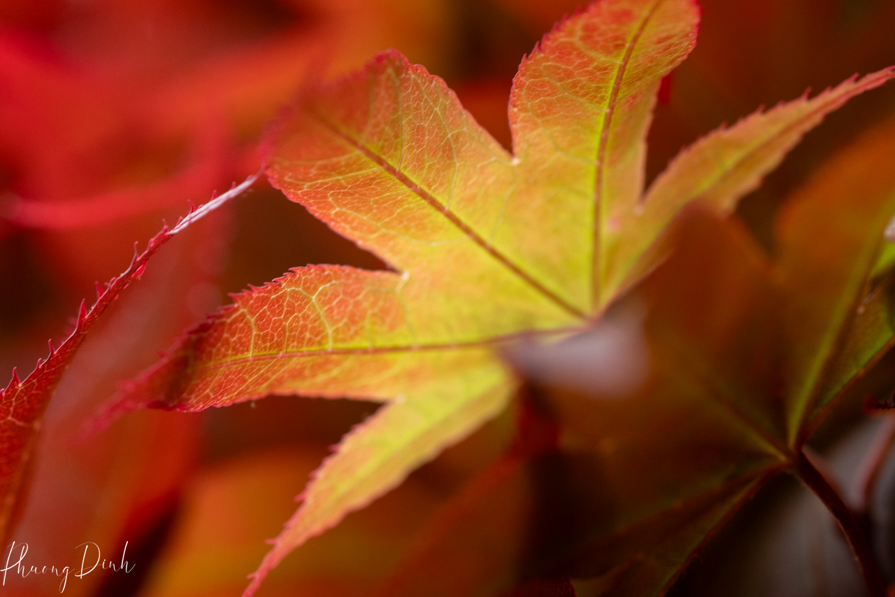 nature, nature photography, photography, leaf, maple, maple leaf, maple tree, red, yellow, orange 