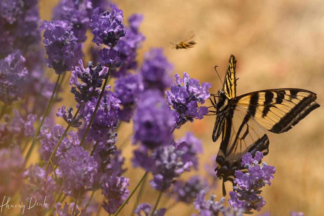 summer, lavender, flower, floral photography, butterfly, bee, insect, nature, summer