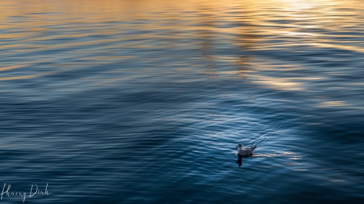 sunset, north vancouver, vancouver, ocean, sea, blue, orange, yellow, icm, intentional camera movement, duck, bird, nature, summer