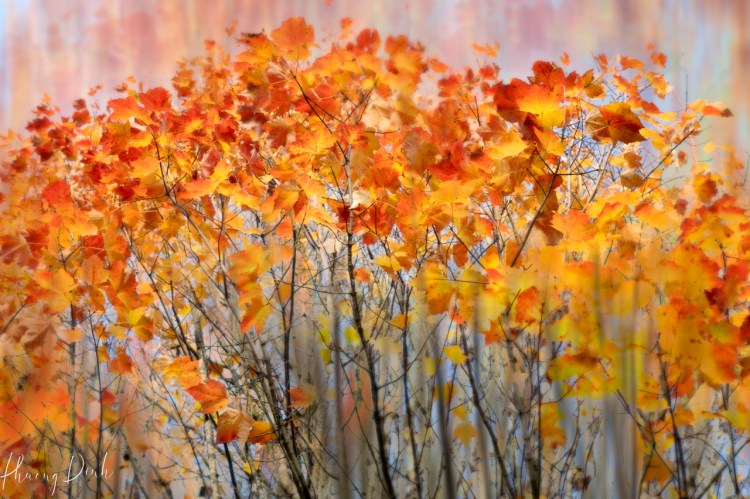 autumn, fall, maple, maple leaf, maple tree, red, orange, leaf, fine art, creativity, artist, artwork, tree, icm, intentional camera movement, impressionism, impressionist