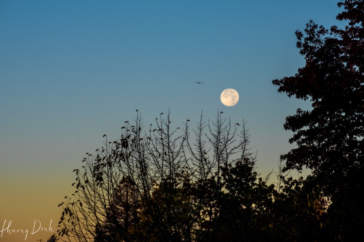 moon, blue, sky, sunrise, tree, silhouette, tree branch, spring, morning, bird, flying