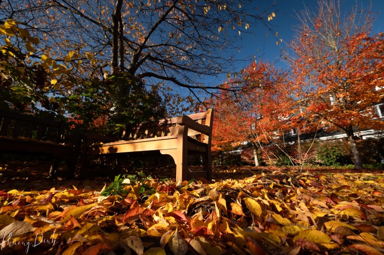autumn, fall, UBC, UBC Vancouver, UBC campus, courtyard, maple, maple tree, maple leaf, red, orange, yellow, bench, afternoon, sunset