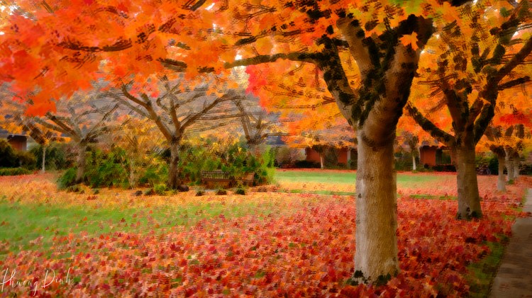 autumn, fall, UBC, UBC campus, UBC Vancouver, courtyard, maple, maple tree, maple leaf, red, orange, yellow, tree, afternoon, impressionist, impressionism, art, artwork, artist, creativity, creative photography