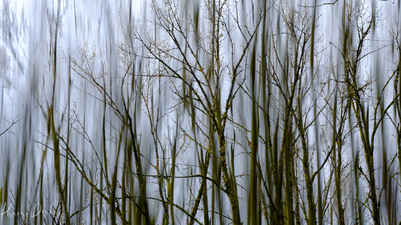 icm, intentional camera movement, impressionism, impressionist, grass, green, yellow, nature, plant, leaf, maple, autumn, fall, maple tree, red, green, yellow, tree, blue, sky, forest, tree, winter