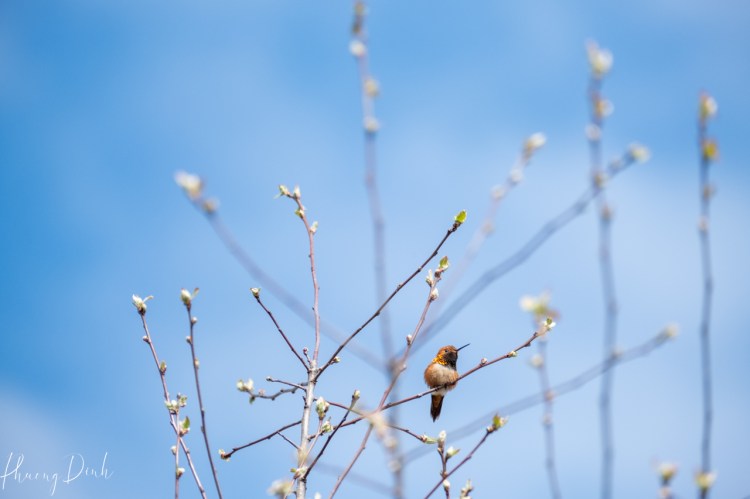 bird, wildlife, nature, rufous, hummingbird