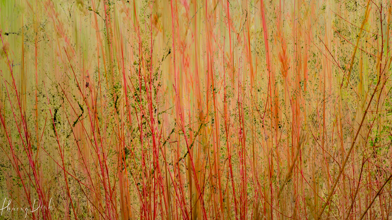 icm, intentional camera movement, impressionism, impressionist, grass, green, yellow, nature, plant, leaf, maple, autumn, fall, maple tree, red, green, yellow, tree, blue, sky, forest, tree, winter