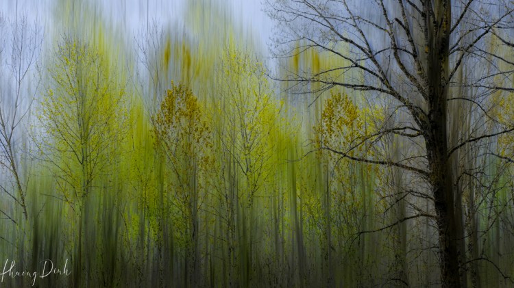 icm, intentional camera movement, tree, spring, green, tree branch