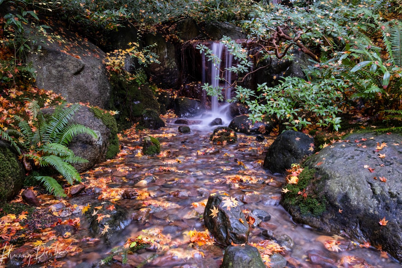Nitobe, garden, Japanese garden, memorial garden, autumn, fall, maple, maple leaf, serene morning, long exposure, vancouver, stream, fine art photography, fine art, serenity, tranquility