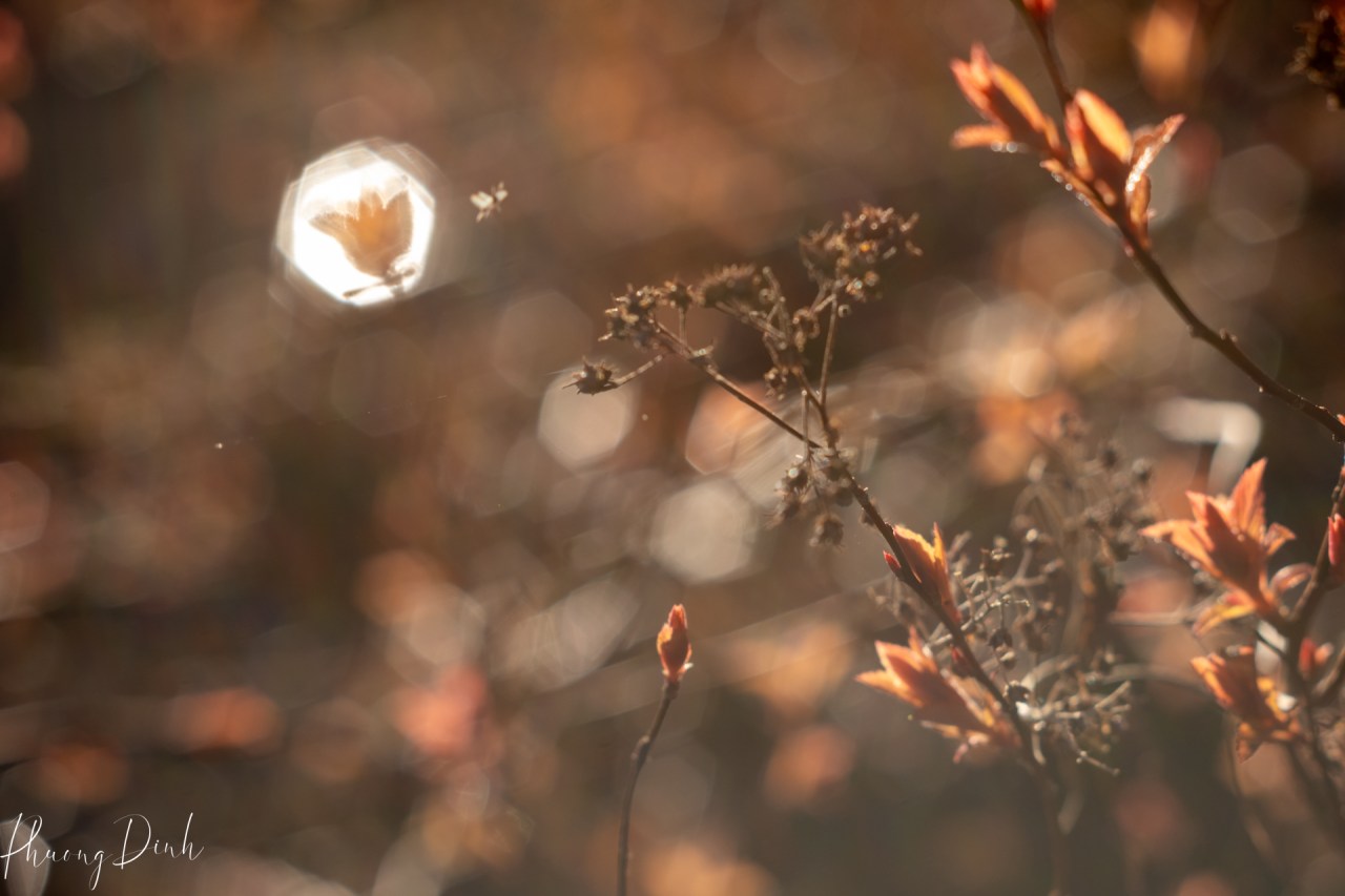 vintage, vintage lens, reflection, plant, flower, light, sepia