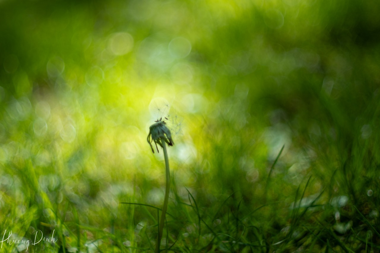flower, summer, green, white, dandelion, dandelion seed, vintage, vintage lens, fujifilm, fujifilm_xseries, fujinon
