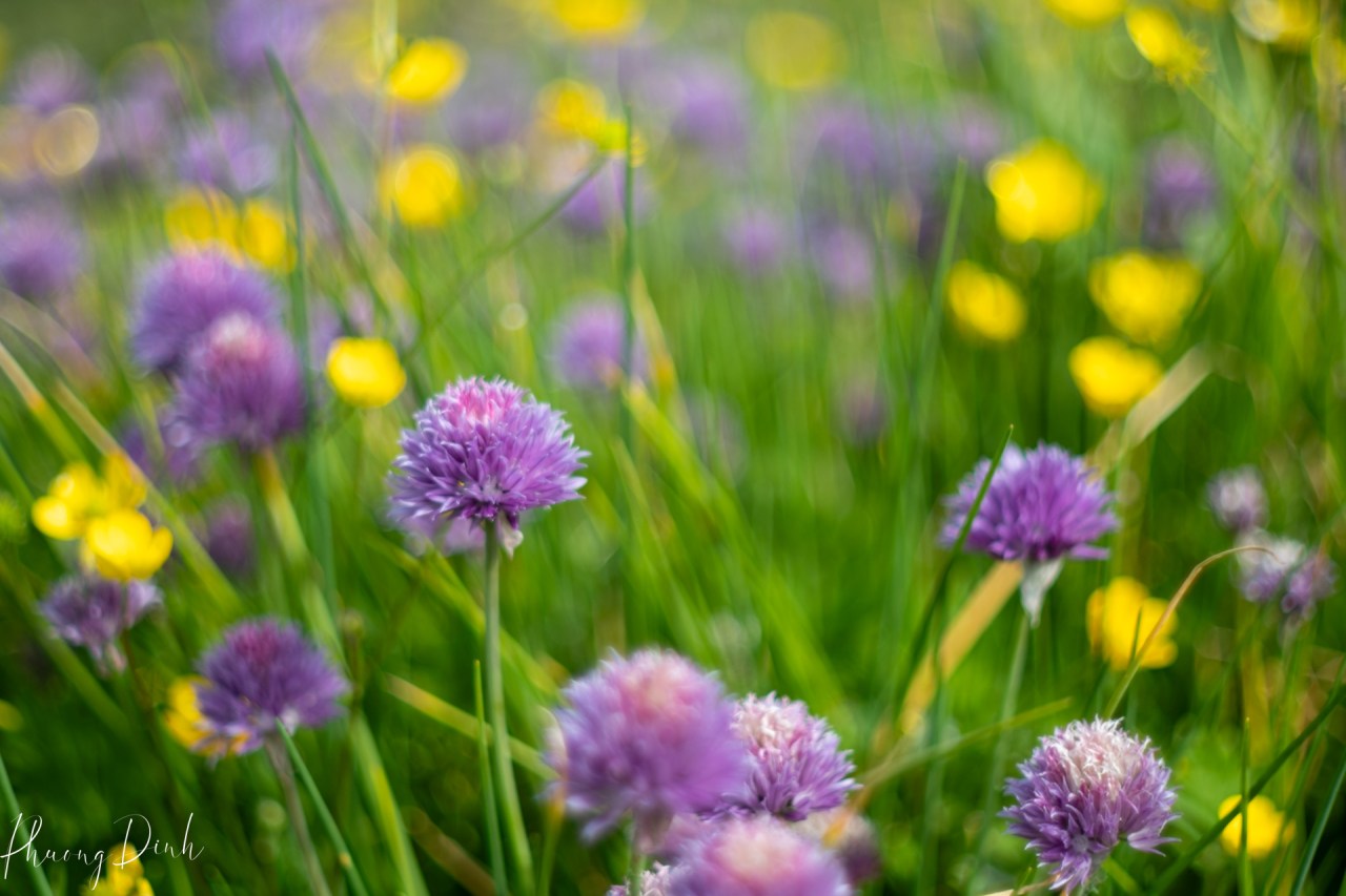 buttercup, chives, colony farm, Colony Farm Regional Park, coquitlam, floral photography, flower, grass, green, may, nature, park, purple, regional park, spring, vintage, vintage lens, yellow