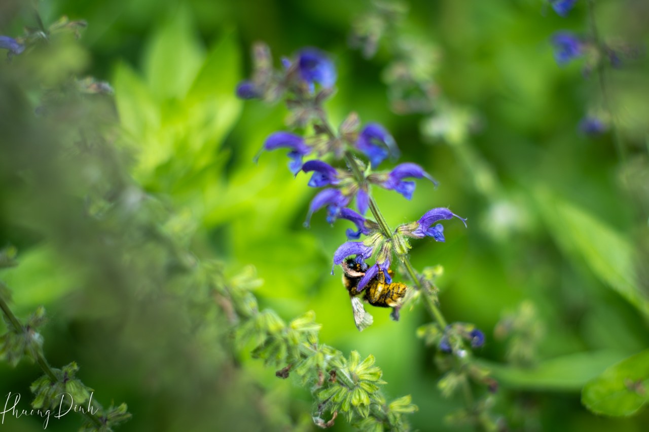 bee, close up, community park, floral photography, flower, garden, grass, insect, june, lupine, nature, park, paulik, paulik community park, peony, pink, purple, richmond, summer, vintage, vintage lens, white