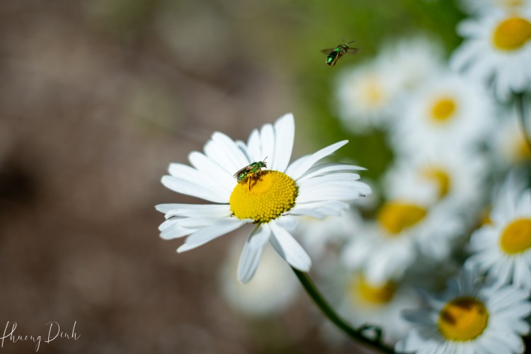 light, nature, spring, plant, bokeh, vintage lens, fine art, fine art photography, daisy, fly, insect, flower, floral photography