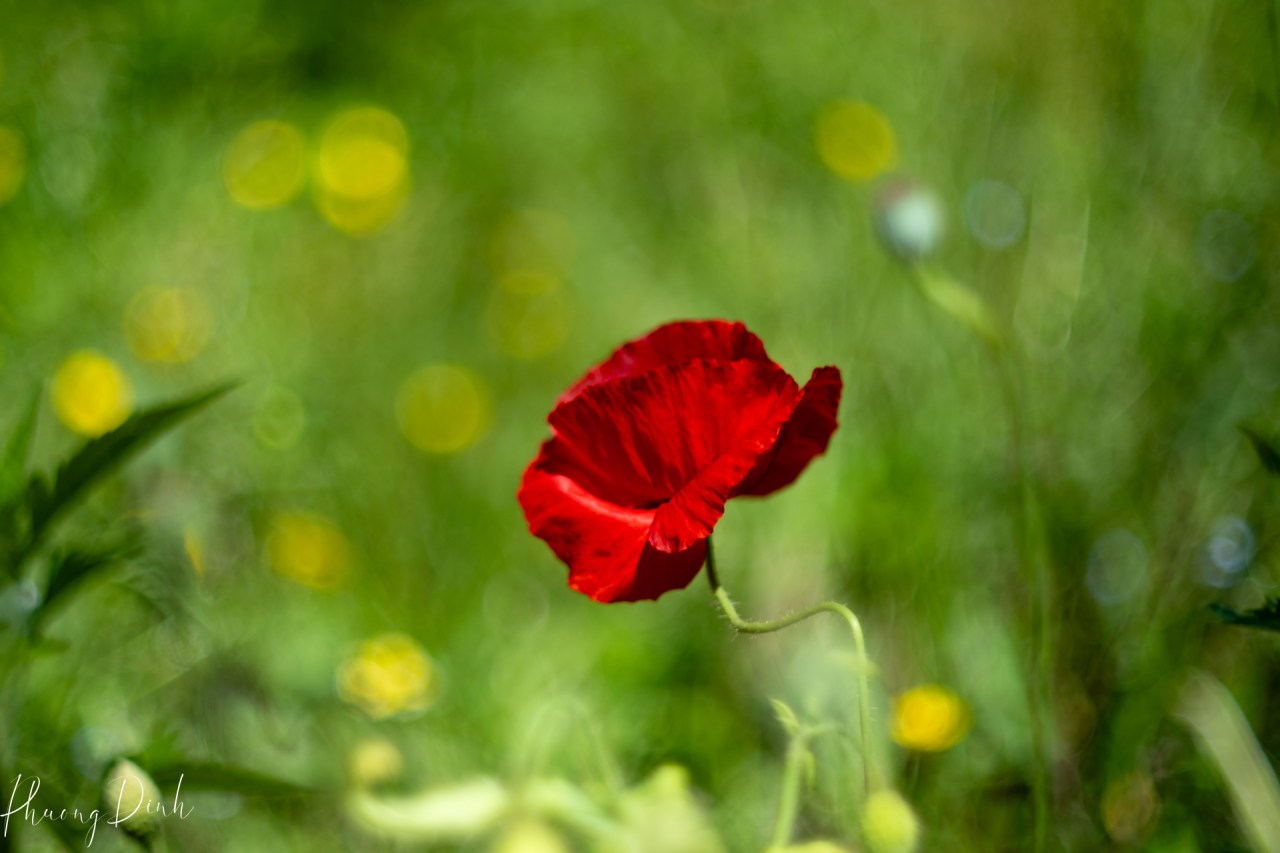 poppy, poppies, flower, red poppy, summer, sunlit
