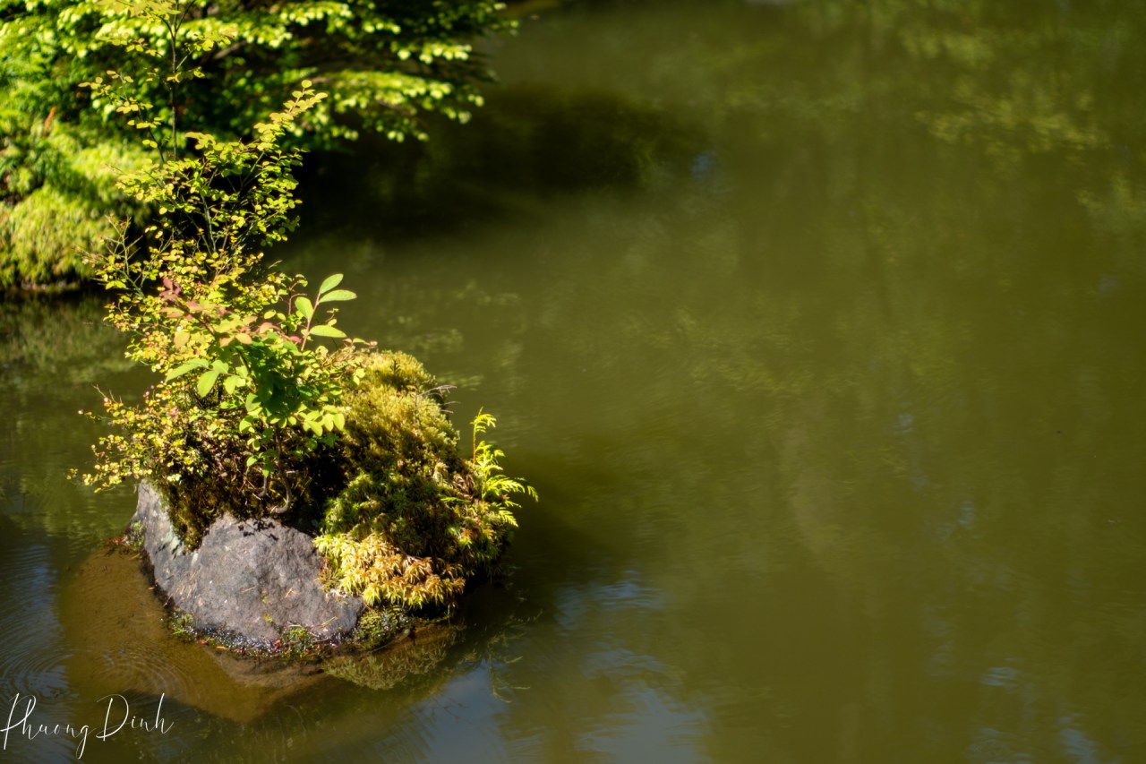 green, Nitobe, Nitobe garden, Japanese garden, UBC, UBC campus, spring, pink, vintage, vintage lens, fujifilm, fujifilm_xseries, fujinon, bonsai