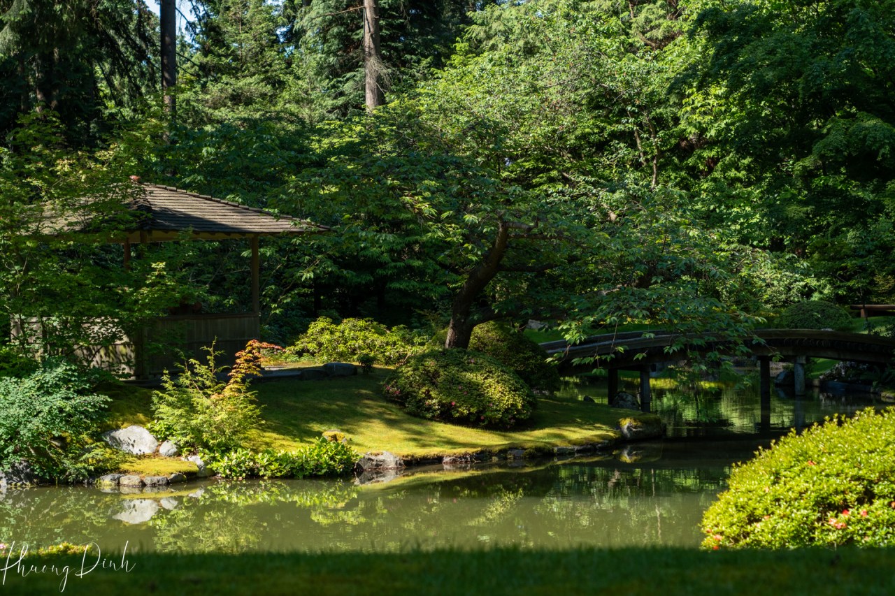 green, Nitobe, Nitobe garden, Japanese garden, UBC, UBC campus, spring, pink, vintage, vintage lens, fujifilm, fujifilm_xseries, fujinon